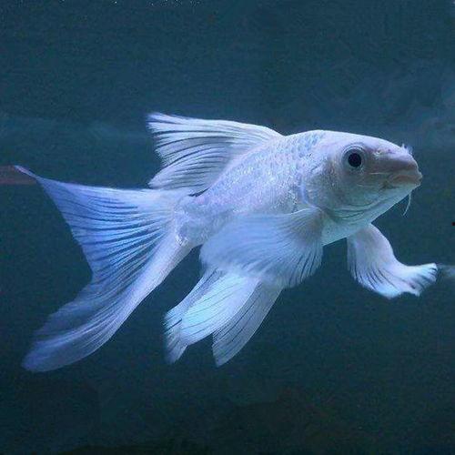 魔法鱼视频,奇幻海洋的神秘之旅